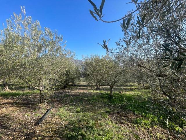 Terreno en venta en la Marina Baixa, Valencia