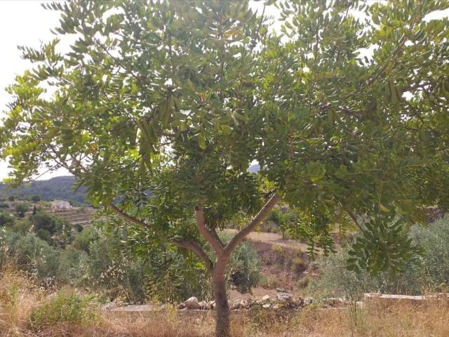 Terreno en venta en la Marina Alta, Valencia