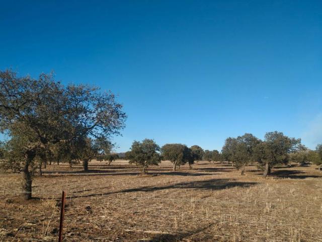 Terreno en venta en Benquerencia De La Serena, Extremadura
