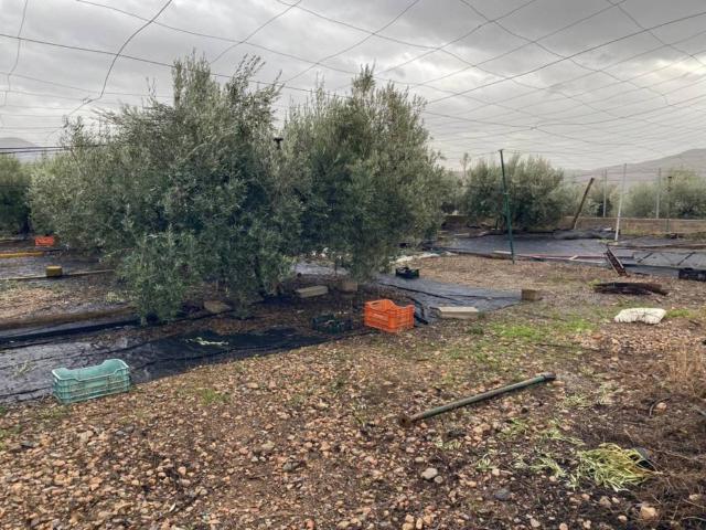 Terreno en venta en Berja, Andalucía