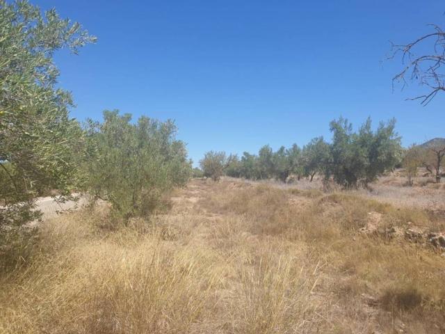 Terreno en venta en l'Alt Vinalopó / El Alto Vinalopó, Valencia
