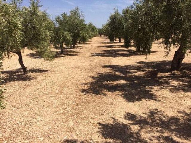 Terreno en venta en l'Alt Vinalopó / El Alto Vinalopó, Valencia