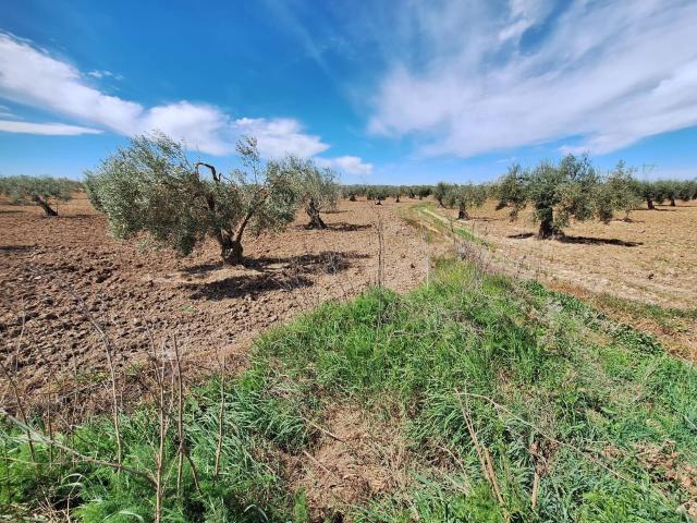 Terreno en venta en Bienvenida, Extremadura