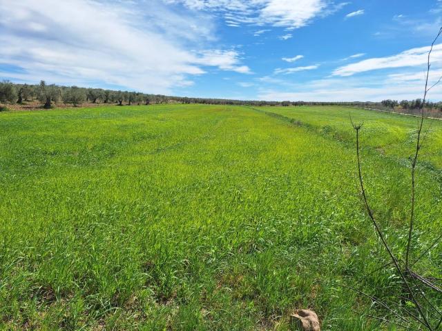Terreno en venta en Bienvenida, Extremadura