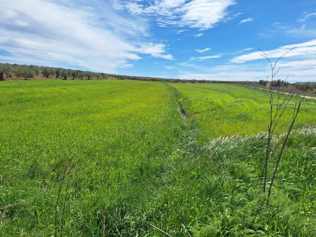 Terreno en venta en Bienvenida, Extremadura