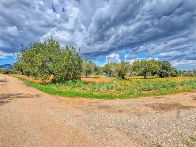 Terreno en venta en Binissalem