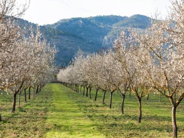 Terreno en venta en Raiguer, Baleares