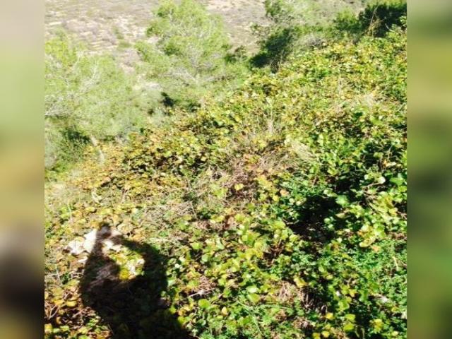 Terreno en venta en La Bisbal Del Penedès