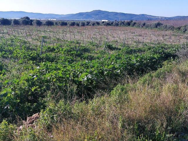 Terreno en venta en La Bisbal Del Penedès