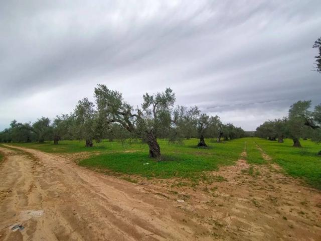 Terreno en venta en Bollullos De La Mitación, Andalucía