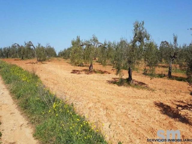 Terreno en venta en Bollullos De La Mitación Terreno en venta en Bollullos De La Mitación