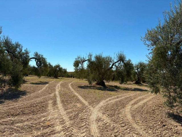 Terreno en venta en El Condado, Andalucía