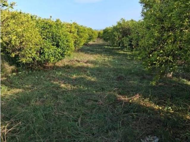Terreno en venta en la Plana Baixa, Valencia