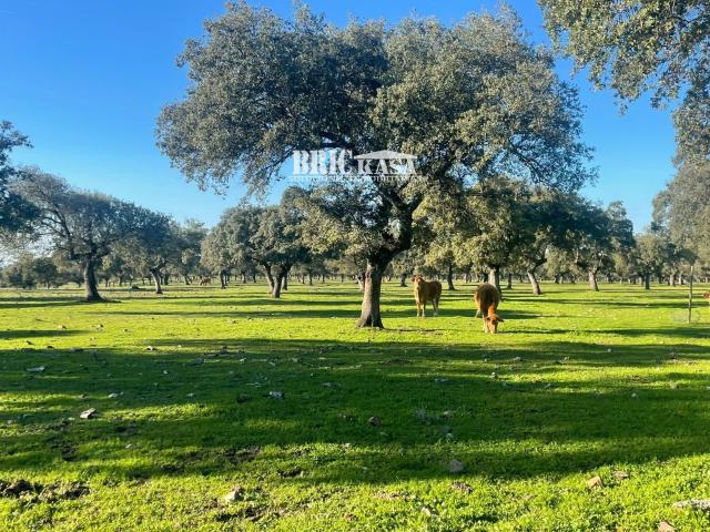 Terreno en venta en Brozas Terreno en venta en Brozas