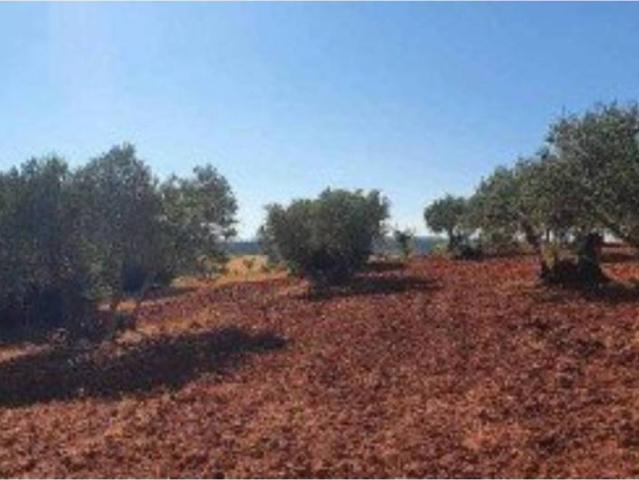 Terreno en venta en Buenache De Alarcón, Castilla-La Mancha