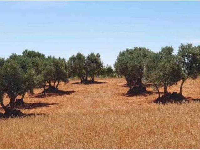 Terreno en venta en Buenache De Alarcón, Castilla-La Mancha