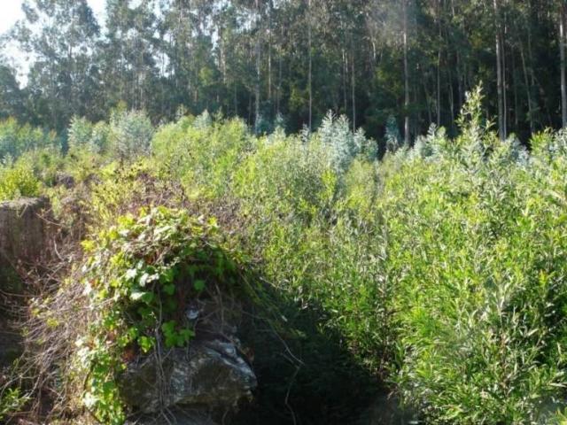 Terreno en venta en O Morrazo, Galicia