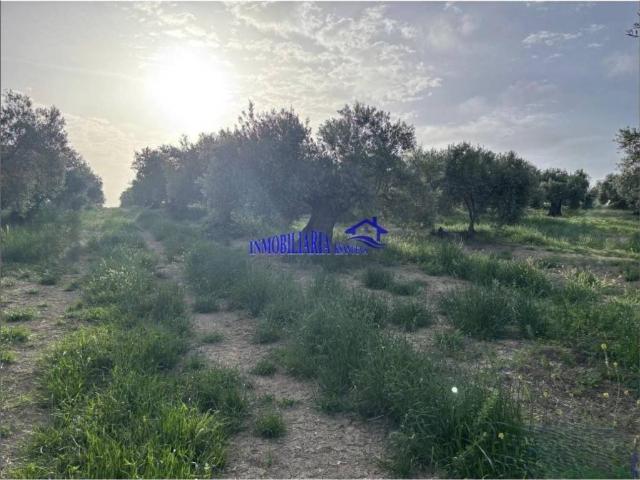 Terreno en venta en Bujalance, Andalucía