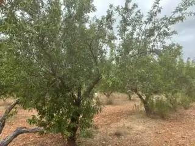 Terreno en venta en la Plana Alta, Valencia