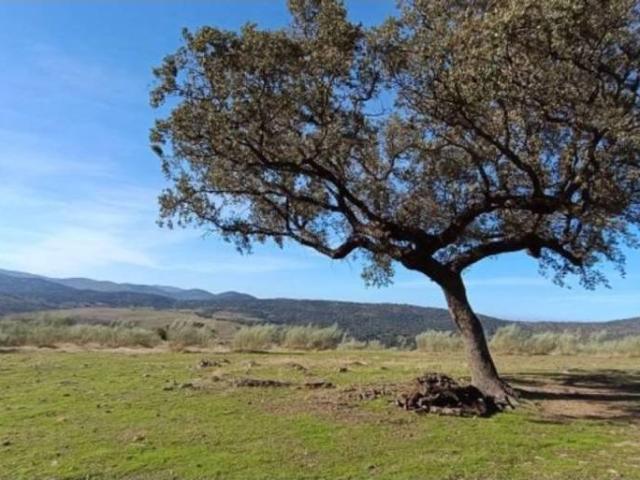 Terreno en venta en Cabañas Del Castillo, Extremadura