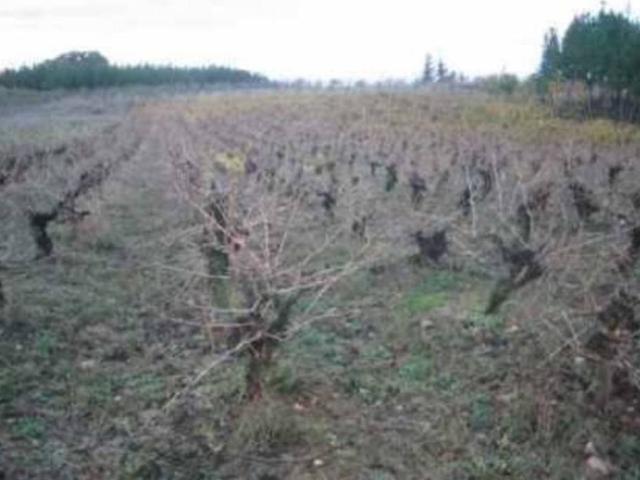 Terreno en venta en Cabañas Raras, León