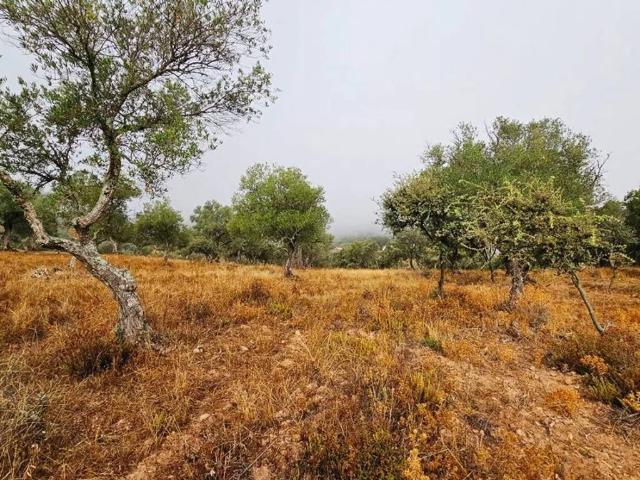 Terreno en venta en Cabeza La Vaca
