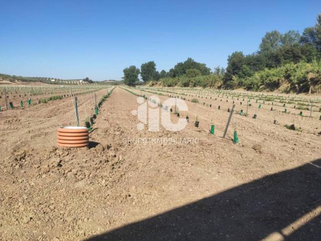 Terreno en venta en Cabra, Andalucía