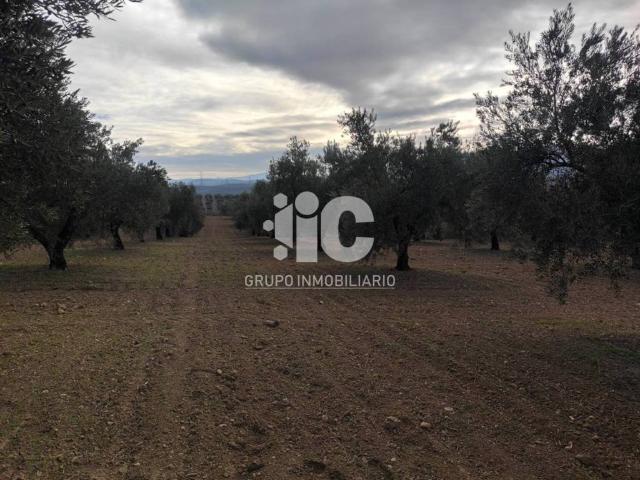 Terreno en venta en Cabra, Andalucía