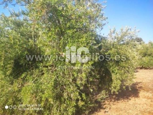 Terreno en venta en Cabra, Andalucía