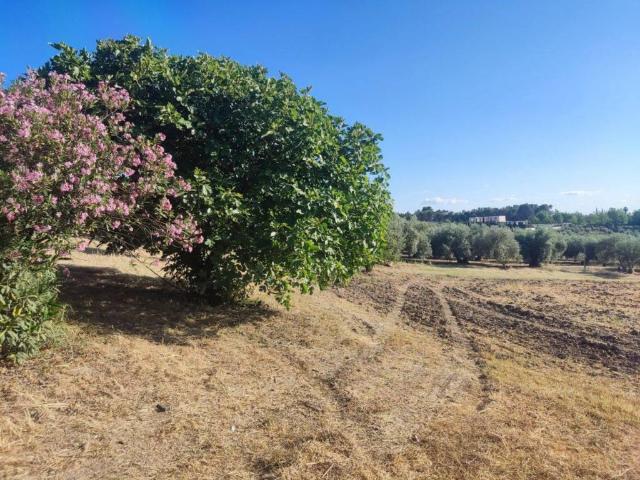 Terreno en venta en Cabra, Andalucía