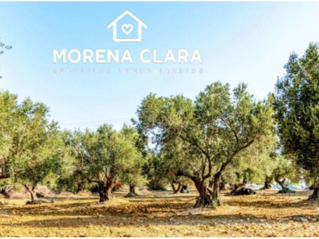 Terreno en venta en Cabra, Andalucía