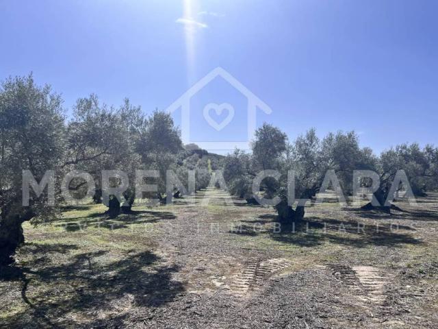 Terreno en venta en Cabra, Andalucía