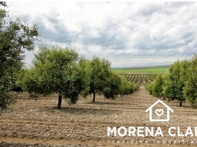 Terreno en venta en Cabra, Andalucía