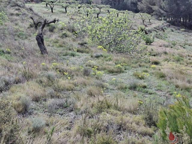 Terreno en venta en Alt Camp, Catalunya