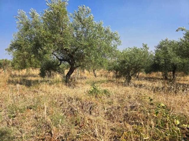Terreno en venta en Cáceres, Extremadura