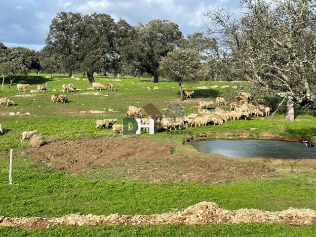 Terreno en venta en Cáceres