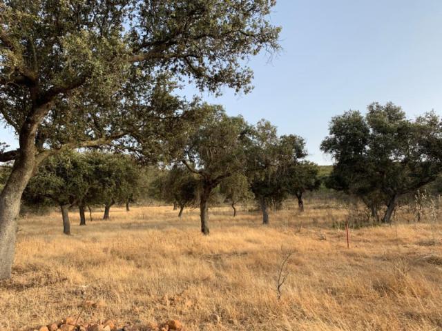 Terreno en venta en Calamonte Terreno en venta en Calamonte