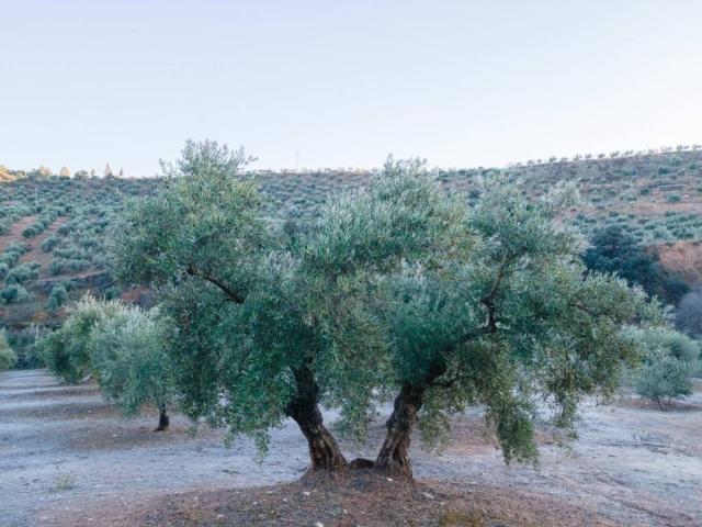 Terreno en venta en Comarca de la Vega de Granada, Andalucía