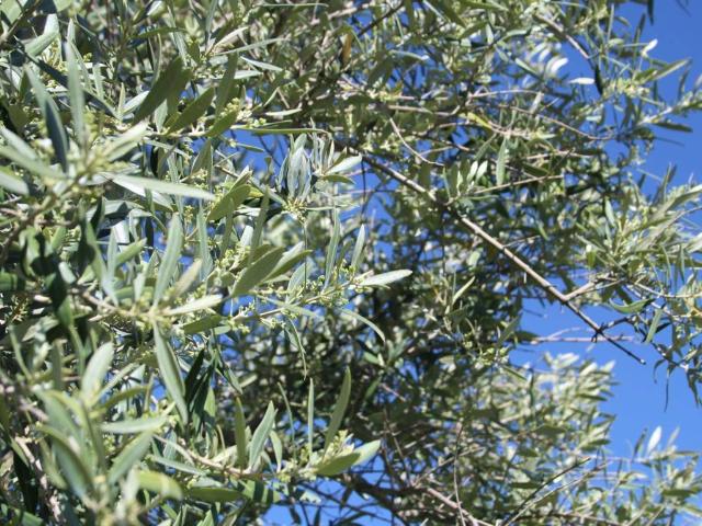 Terreno en venta en Comarca de la Vega de Granada, Andalucía