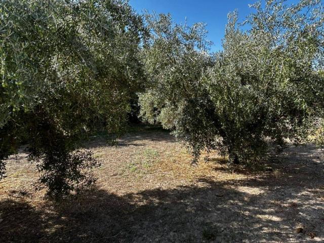 Terreno en venta en Comarca de la Vega de Granada, Andalucía
