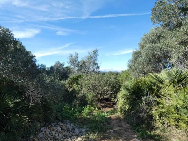 Terreno en venta en el Baix Maestrat, Valencia