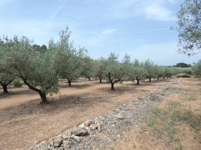 Terreno en venta en el Baix Maestrat, Valencia