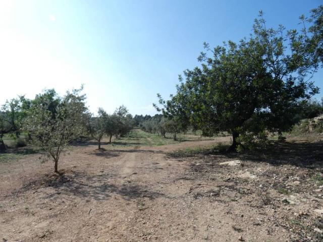 Terreno en venta en el Baix Maestrat, Valencia