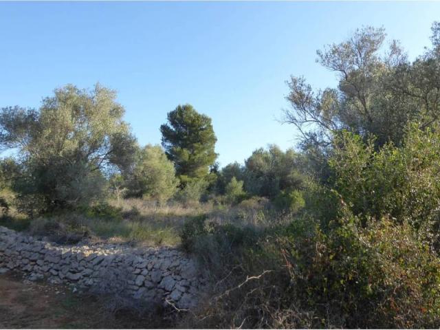 Terreno en venta en el Baix Maestrat, Valencia