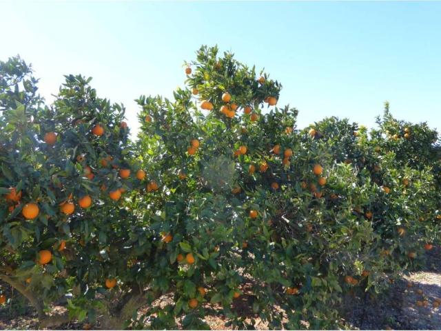 Terreno en venta en Càlig Terreno en venta en Càlig