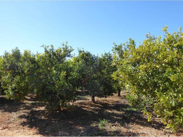Terreno en venta en el Baix Maestrat, Valencia