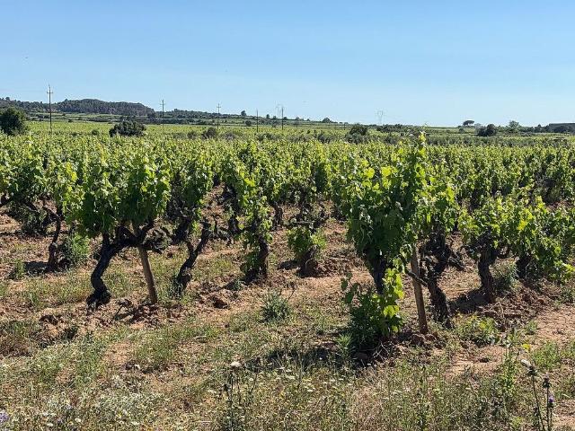 Terreno en venta en l'Arboç, Tarragona