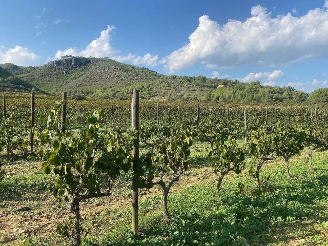 Terreno en venta en Baix Penedès, Catalunya