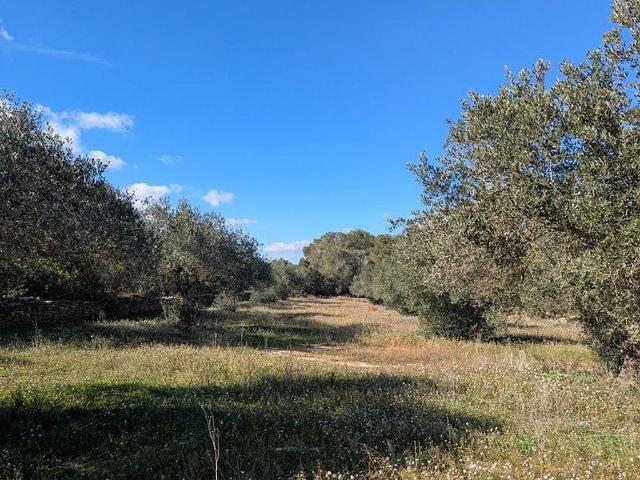 Terreno en venta en Rasquera
