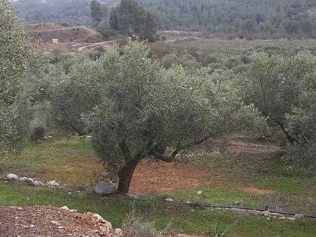 Terreno en venta en Priorat, Catalunya